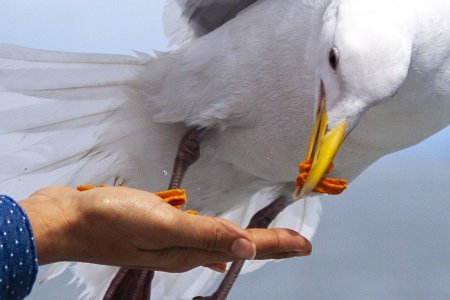 Een meeuw eet uit de hand op de ferry naar Vancouver Island